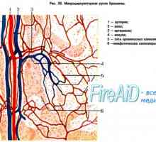 Klasifikacija krvožilnog sustava. Funkcionalna klasifikacija cirkulacijskog sustava (Folk,…