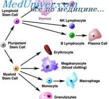 Stanice koje utječu na matičnim stanicama. Generacijskih ciklus matičnih stanica