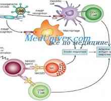 Stanični elementi urođene imunosti. dendritičke stanice