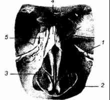 Klinička anatomija vanjskog nosa
