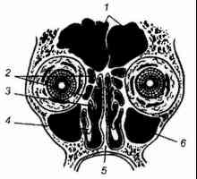 Klinička anatomija paranazalnih sinusa