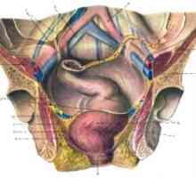 Klinička anatomija rektuma