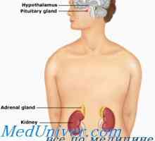 Klinika virilizirajućcg adrenalna hiperplazija i njegovi oblici