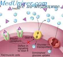 Fiziologija inzulin. Učinke inzulina na stanice