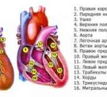 Sjedine (dvuklapannye i tri-ventila), bolesti srca, mitralnu aorte i kvar