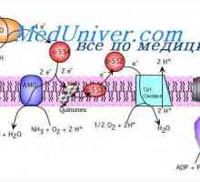 ATP sinteza cijepanjem glukoze. Oslobađanje energije iz glikogena