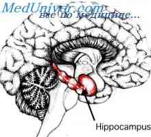 Površina korteksa kraj fetalni mozak. fetalna hipokampus