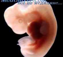 Fetusa kože. embrionalne pokožica