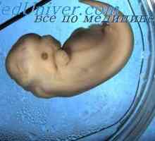 Kožne žlijezde embrija. Znojnica fetusa