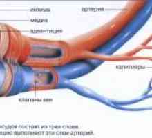 Ljudske krvne žile: struktura i funkcija
