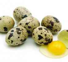 Liječenje gastritisa sirovog jajima prepelice