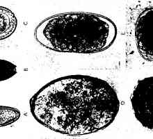 Roundworm larva migracija, razvoj ljudskog tijela