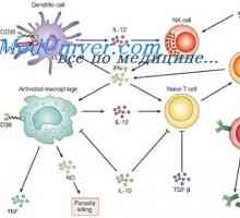 Ligandi receptora efektora prirođenog imuniteta. Peptidoglikanski, lipopeptidi