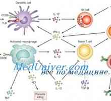 Likopid kao imunomodulator. Mehanizmi imunološka stimulacija licopid