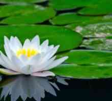 Lotus cvijet raste