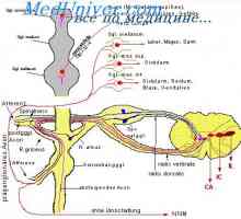 Masivni stimulacija simpatičkog živčanog sustava. Stimulacija parasimpatičkog živčanog sustava