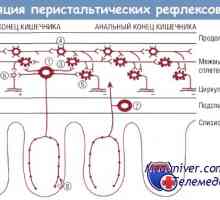 Fiziologija enteričkog živčanog sustava