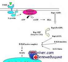 Mehanizam djelovanja gonadotropinskih receptora. ukidanja receptori