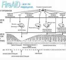 Menstrualni ciklus (ciklus matična otopina). Faza menstrualnog ciklusa. Menstrualni faza.…