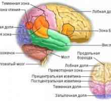 Metastatske tumore mozga