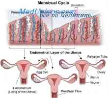 Anovulacijski ciklus. Tinejdžerski djevojke i početak menstruacije