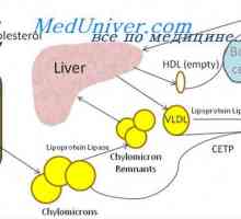 Uloga kolesterola u tijelu. Plastični funkcije fosfolipida i kolesterola