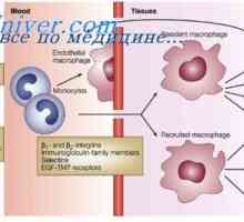 Mullerian kanal za izlučevine. fetalni razvoj muških uzorak