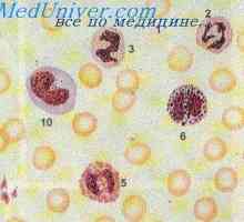Trajanje života bijelih krvnih stanica. Neutrofili i makrofagi