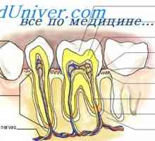 Metabolizam minerala u zubima. dentalnu patologiju