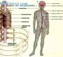 Motor dio živčanog sustava. Integrativni funkcija živčanog sustava