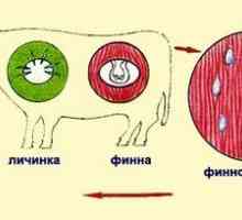 Može li biti ljudsko infekcija s goveđim lanac jesti meso?