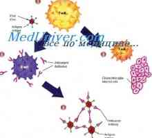 Mud88-manjkav stanje. imunomodulatori