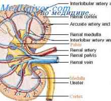 Mišića timpanealna ždrijela cijevi. Perfuziju i inervacija eustachian cijev