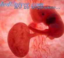Mišići embrija. Razvoj fetusa mišića