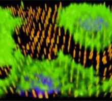 Nanotip rasti nove krvne žile