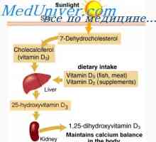 Razmjena vitamina d. Metabolizam kolckalcifcrola