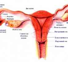 Ženski vanjske genitalije, struktura, anatomija