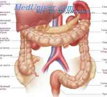 Debelo crijevo. Struktura i funkcija debelog crijeva.
