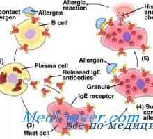 Nasljedne uzroci alergija. genetika atopije