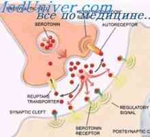 Ekscitacijske sinapsa i inhibitorne receptore. sinoptička posrednici