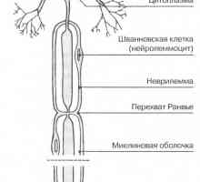 Živčane stanice neurona