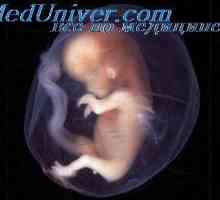 Živci embrij. Fetalni kabel