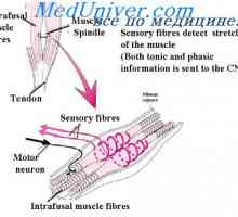 Reakcija primarnog kraju vretena mišića. napetost mišića Reflex