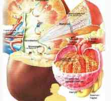 Antidiuretskog hormona i njegove funkcije. Atrijskog natriuretskog peptida