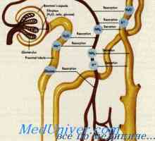 Tegmentalno membrana je organ Corti. Unutarnje uho inervacija