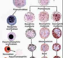 Formiranje crvenih krvnih stanica. Formiranje crvenih krvnih stanica