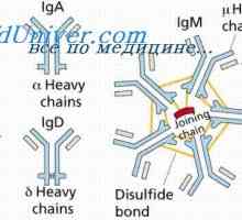 Konformennaya model imuno kompleksa. Interakcija sa antitijela antigena