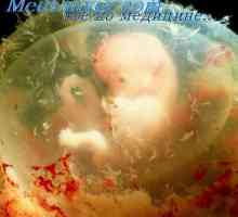 Obrazovanje usmena i kloakalni otvori embrij. embrij grlo