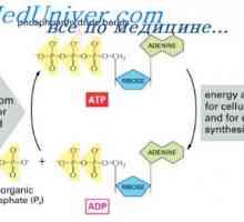 ADP ulogu u korištenju energije. Intenzitet metabolizma u stanicama