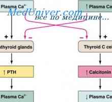 Hormonska reguliranje koncentracije kalcijevih iona. hipoparatiroidizam